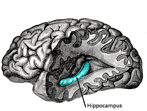illustration de l'hippocampe, responsable du transfert de la mémoire à court terme vers la mémoire à long terme